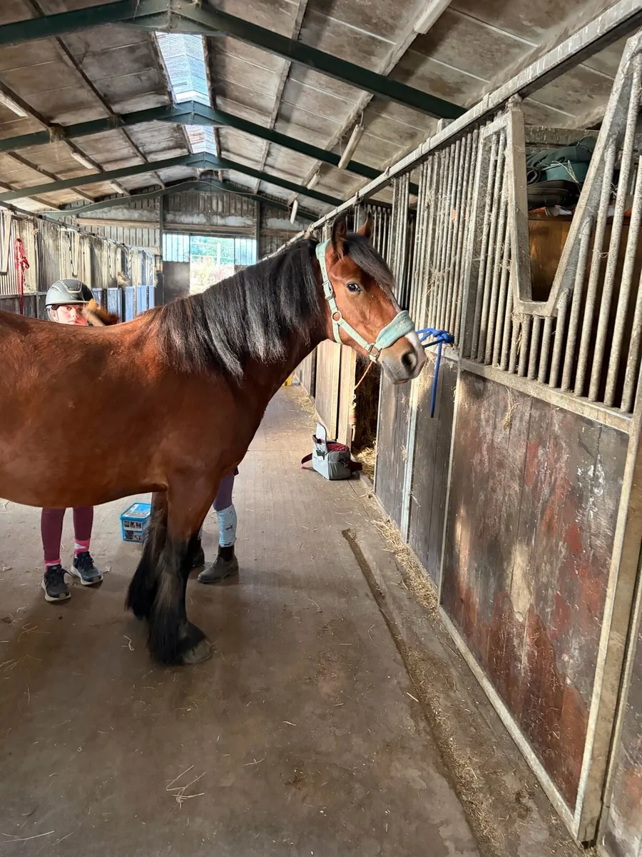 4 year old mare - Image 4