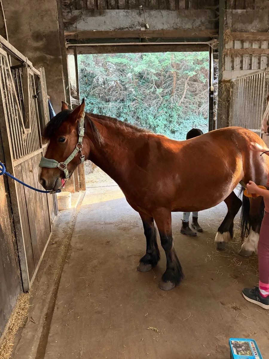 4 year old mare - Image 3