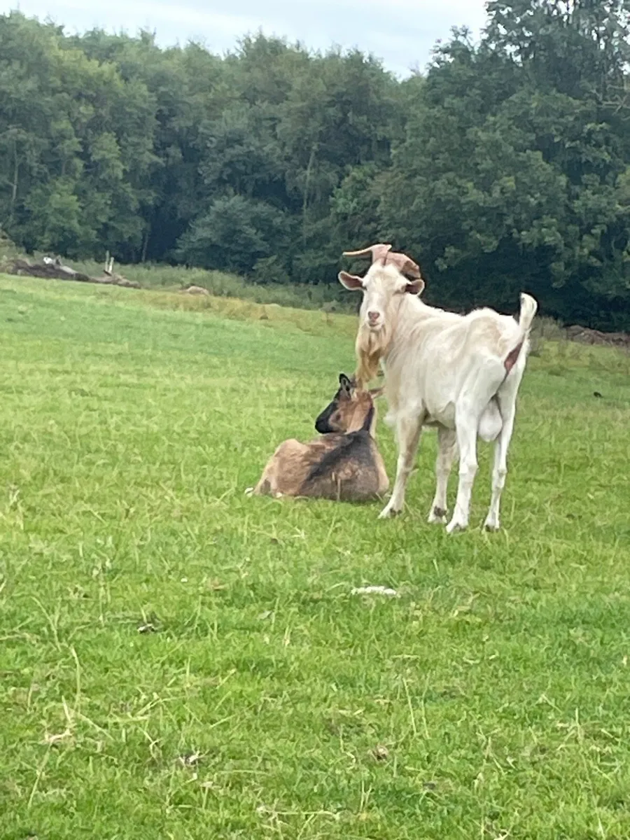 Buck goat