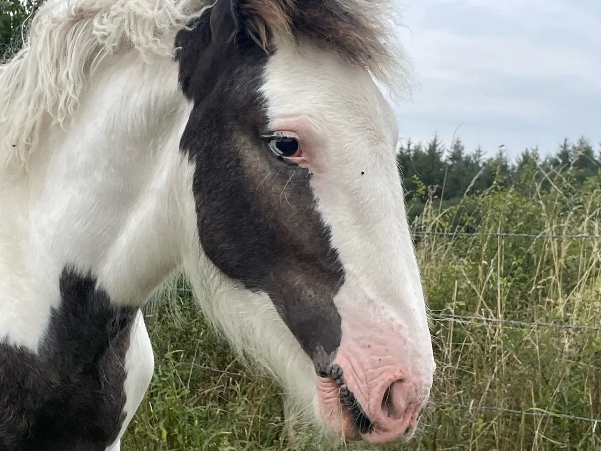 Filly - Image 4
