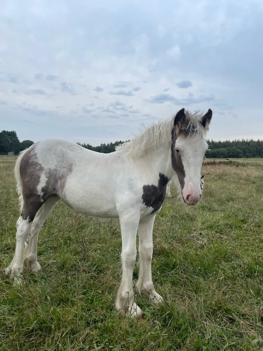 Filly - Image 1