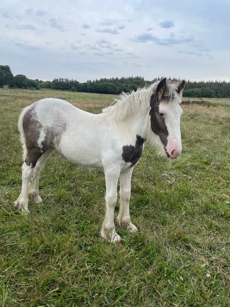 Filly - Image 2