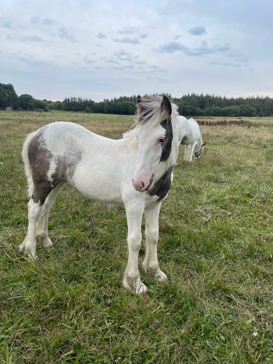Filly - Image 3