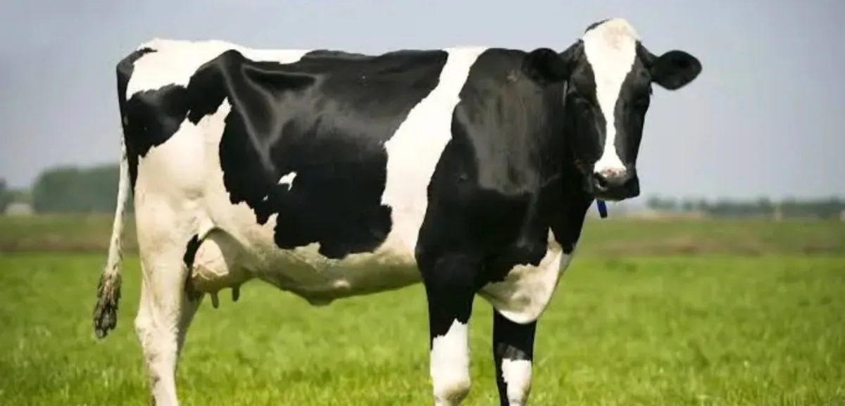 Wanted Relief Milker