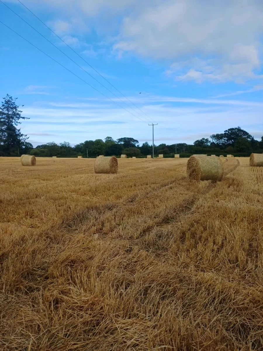 Spring  barley straw