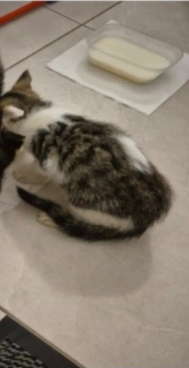 Kitten - Image 2