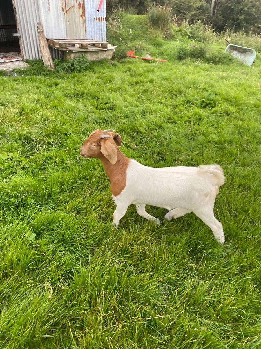 Female Boer Goat - Image 2