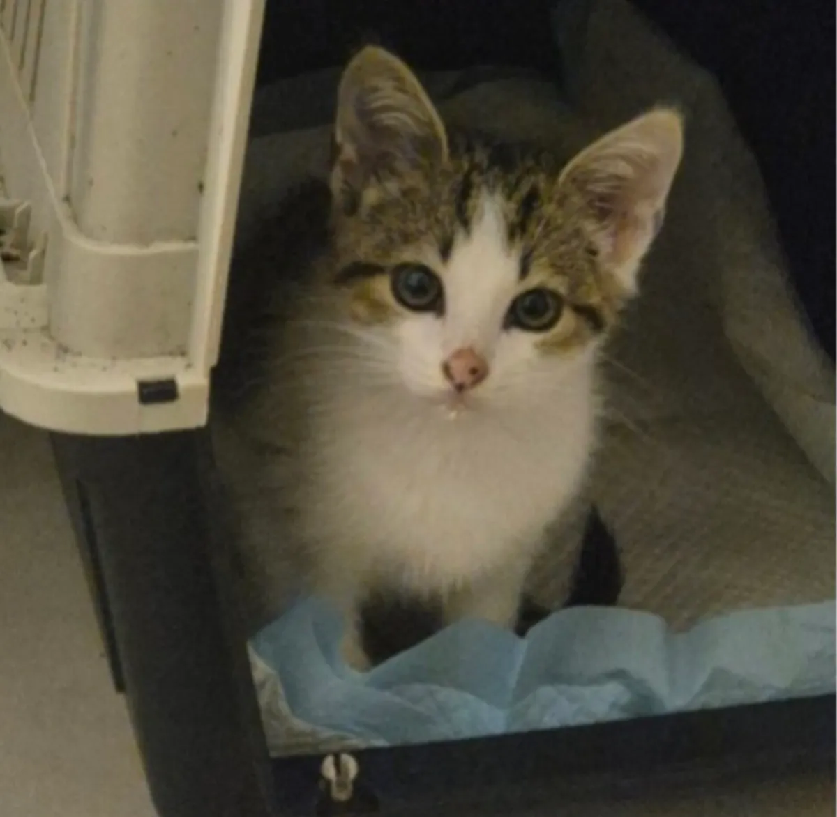 Kitten - Image 1