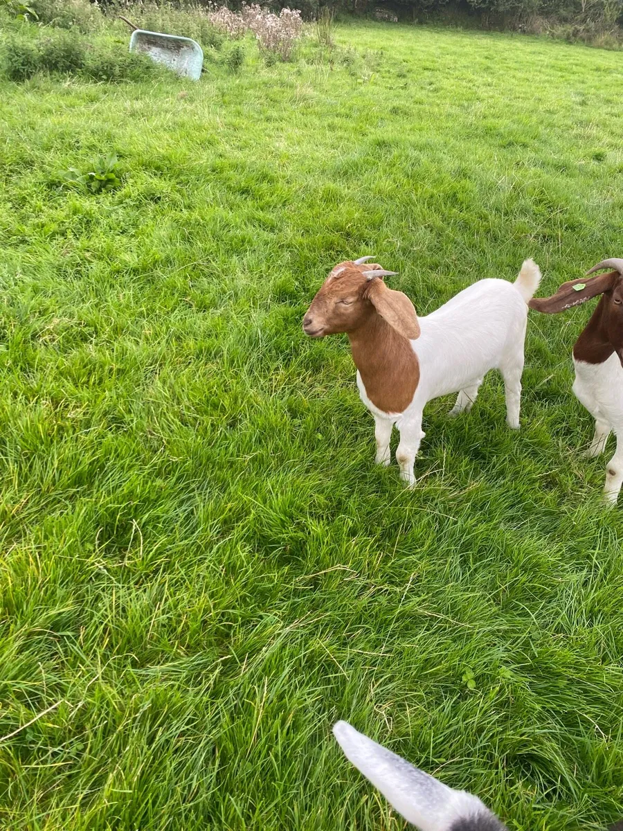 Female Boer Goat - Image 1