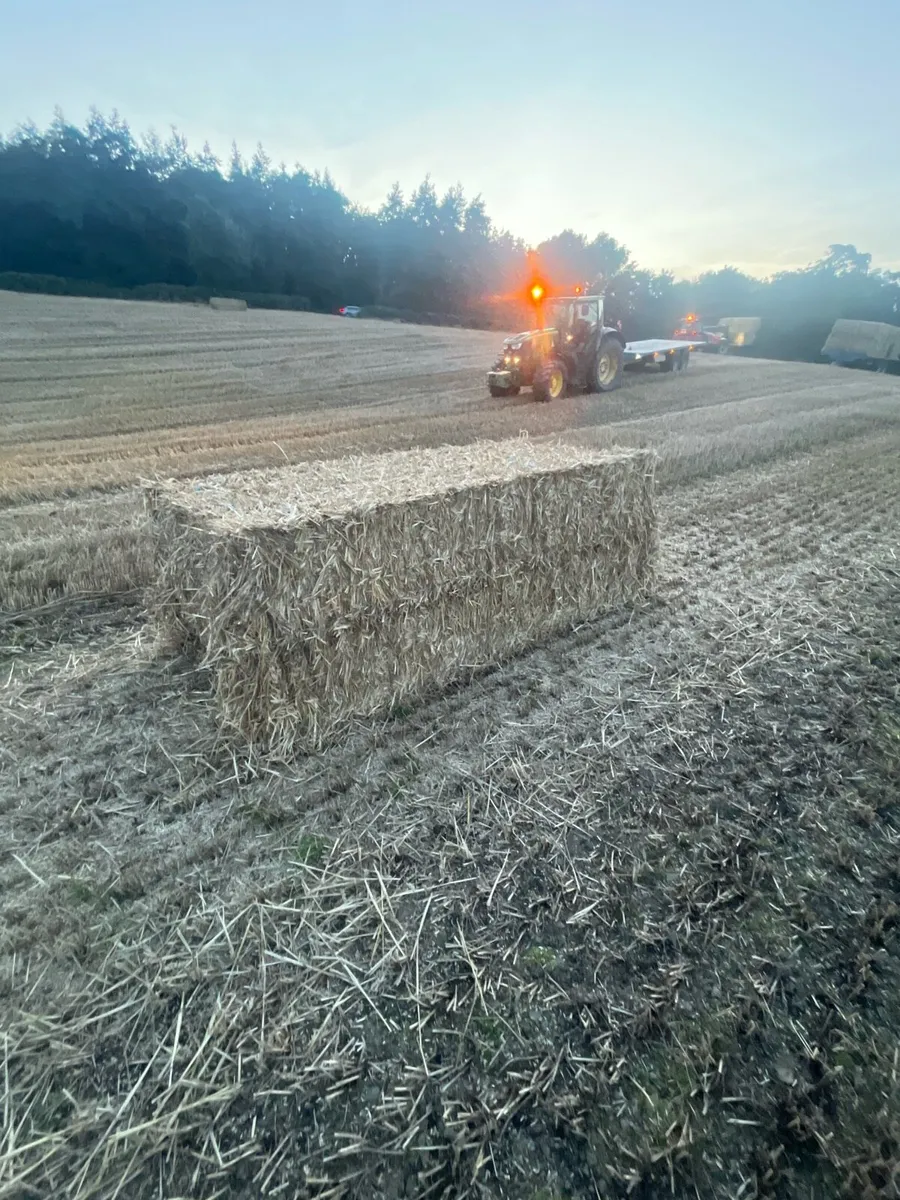 Wheat straw - Image 1