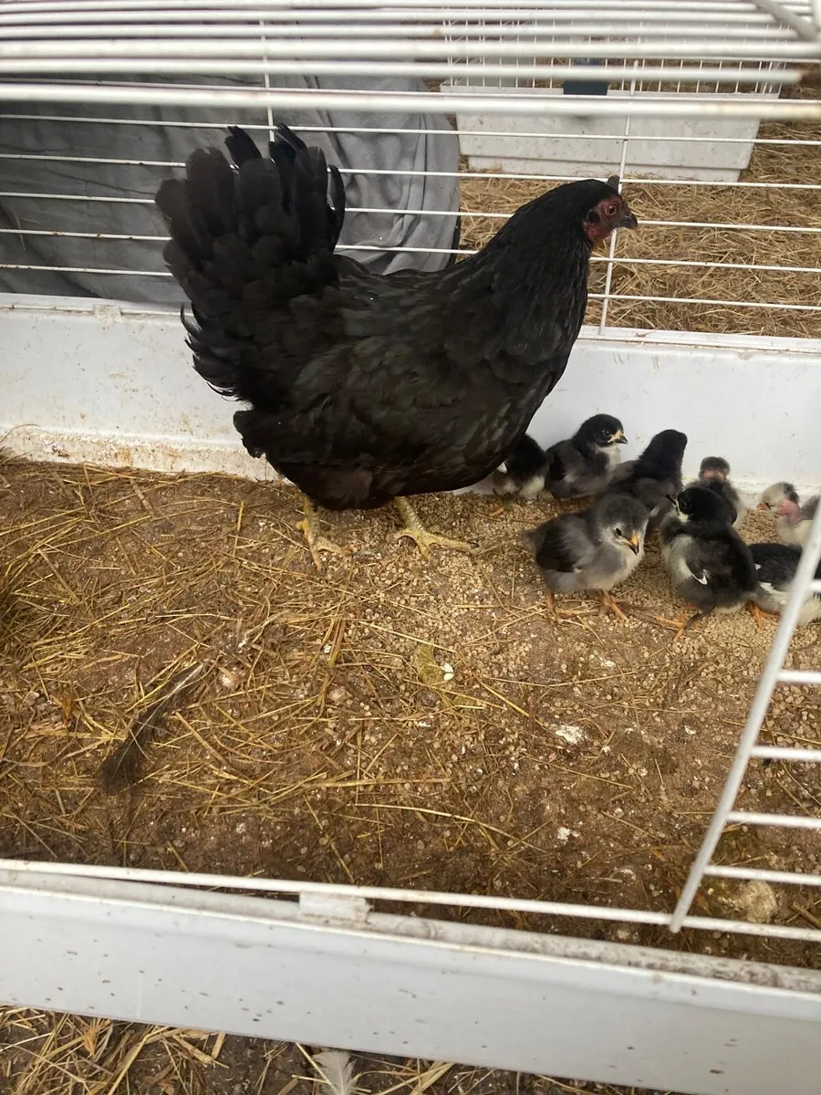 Hens and Chickens - Image 1