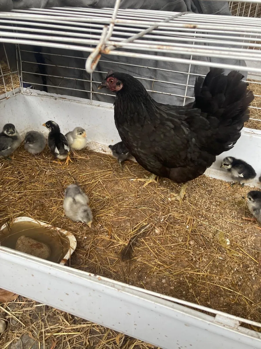 Hens and Chickens - Image 2