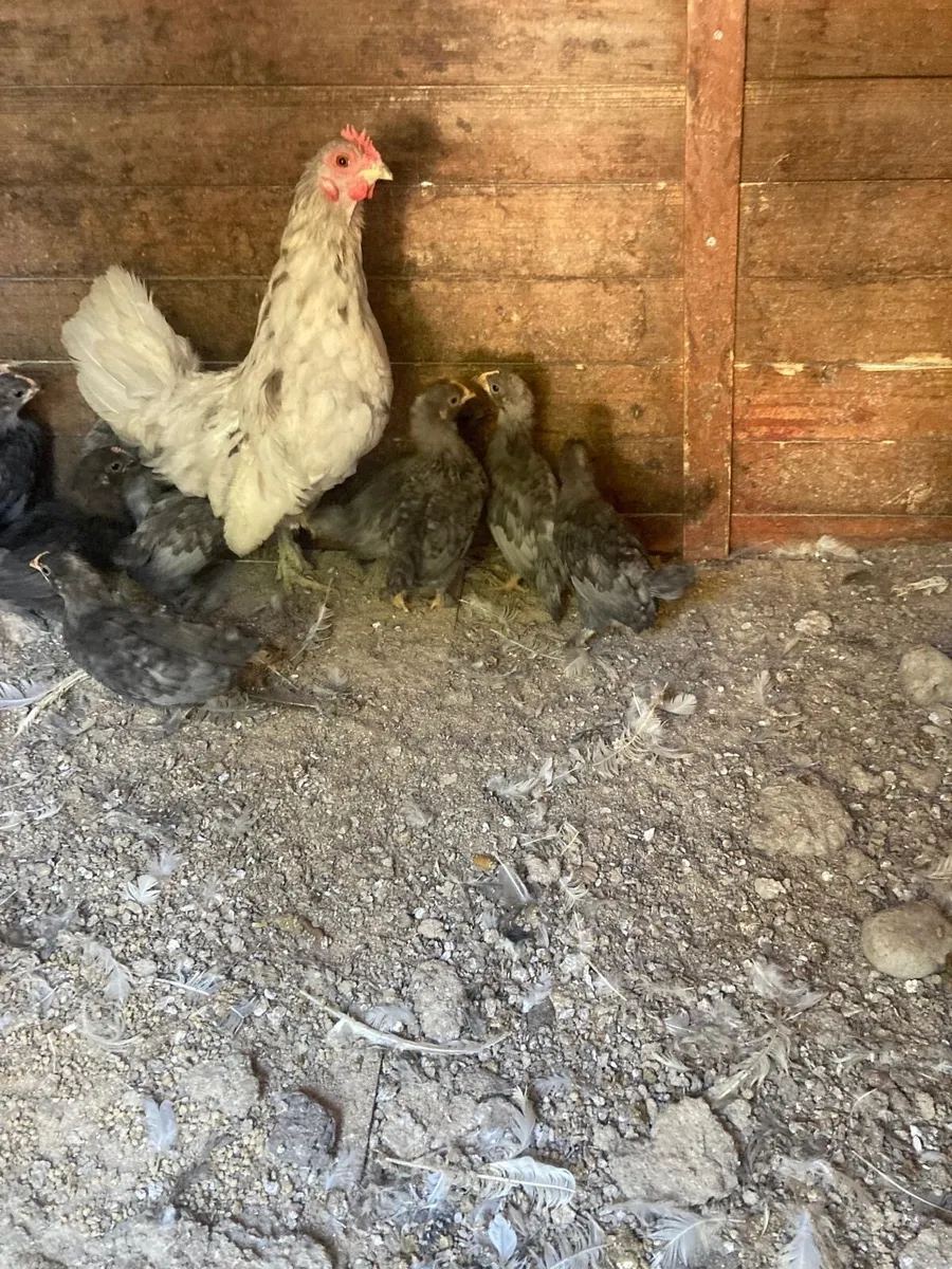 Hens and Chickens - Image 4