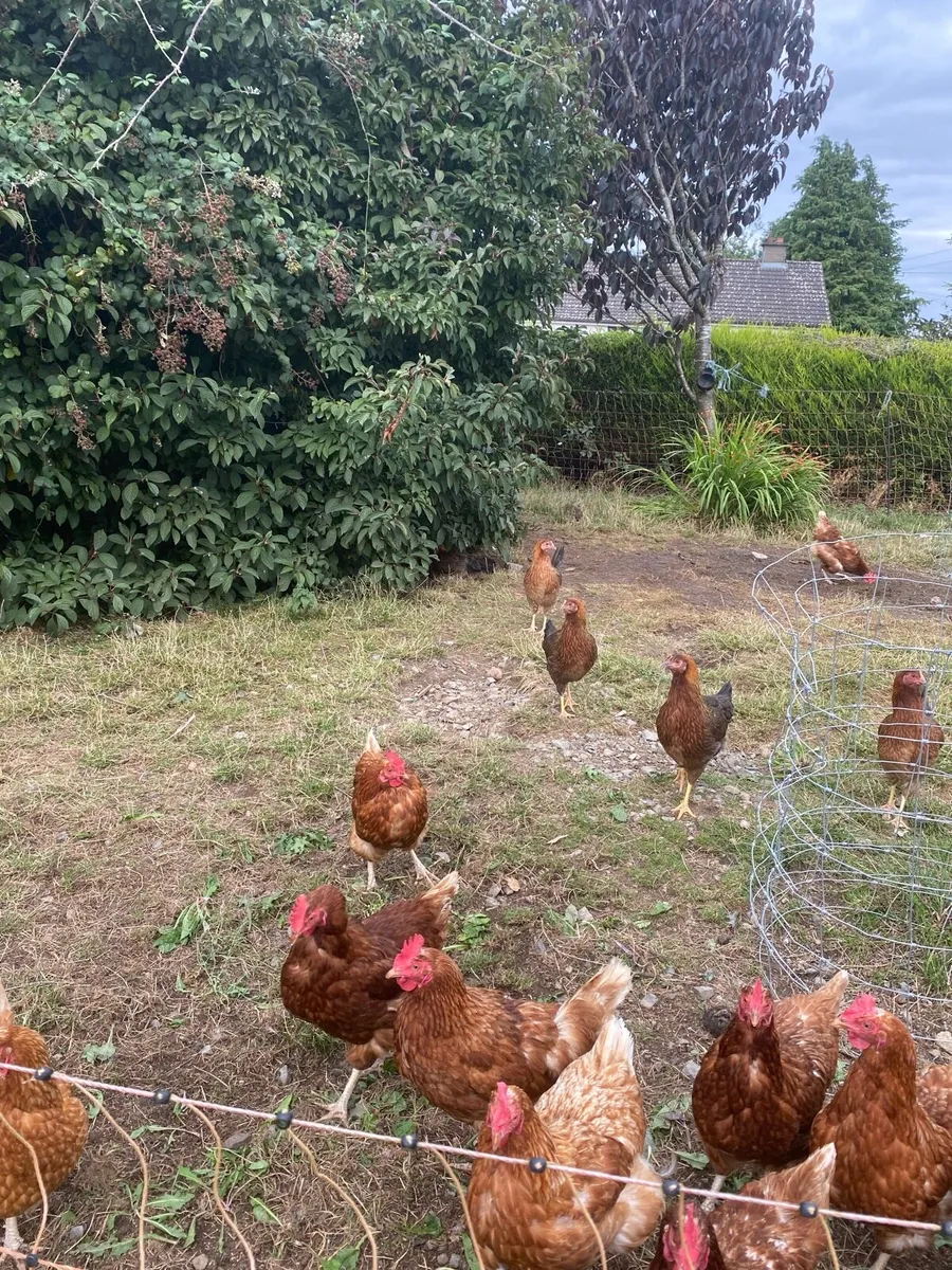 Hens - Image 1