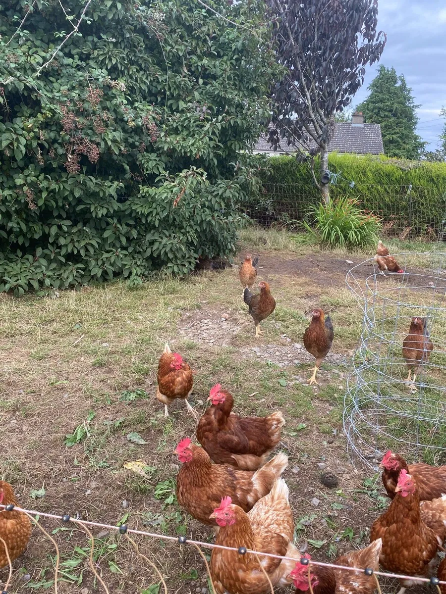 Hens - Image 2