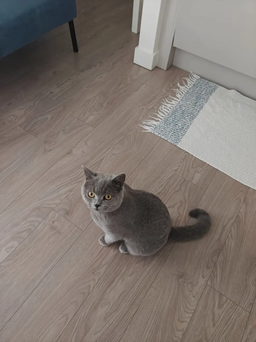 Kitten - Image 1