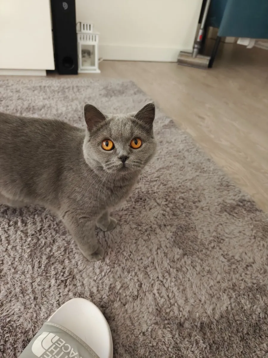 Kitten - Image 2