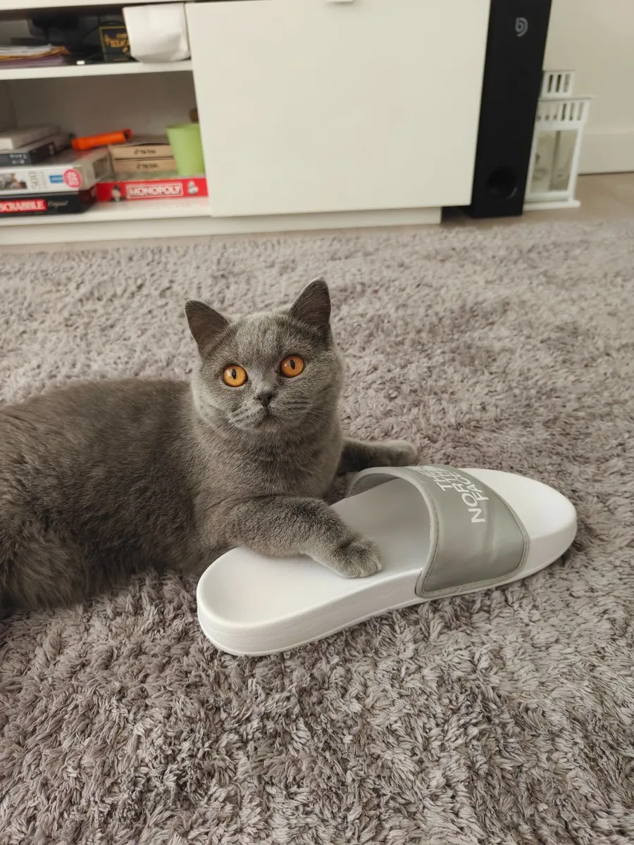 Kitten - Image 3