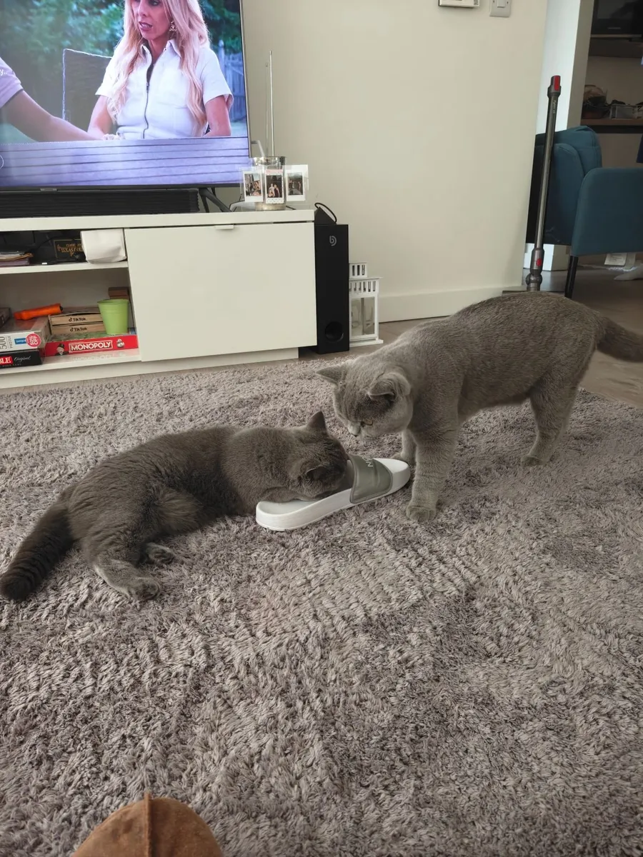 Kitten - Image 4