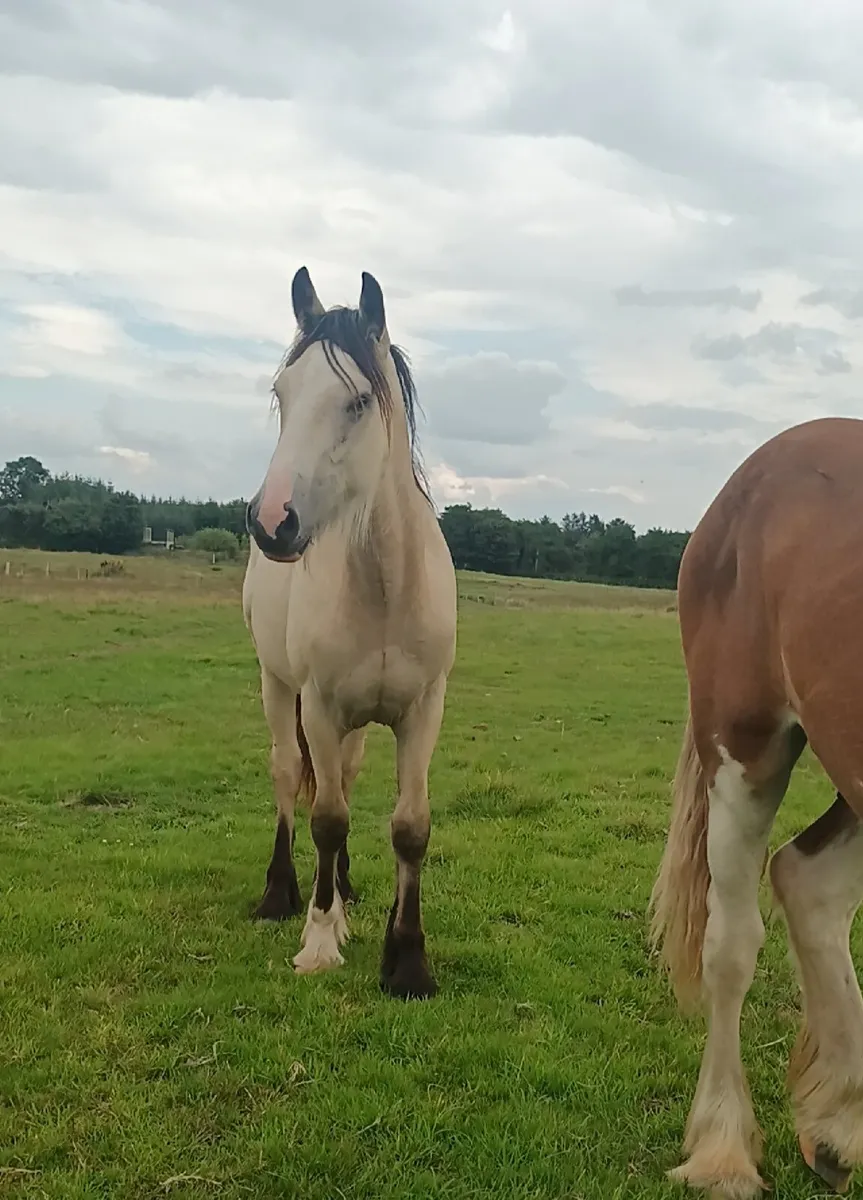 Gelding - Image 3