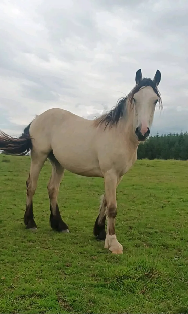 Gelding - Image 4