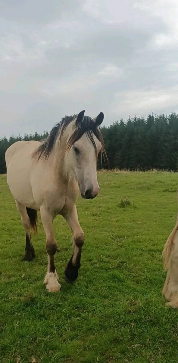 Gelding - Image 1