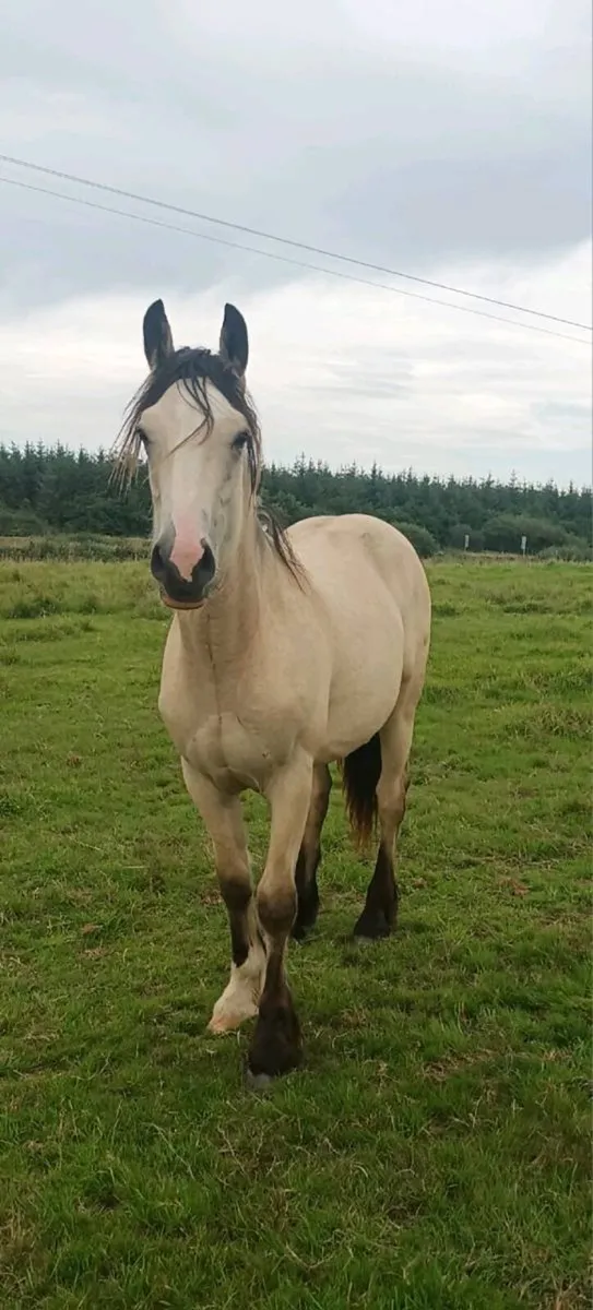 Gelding - Image 2