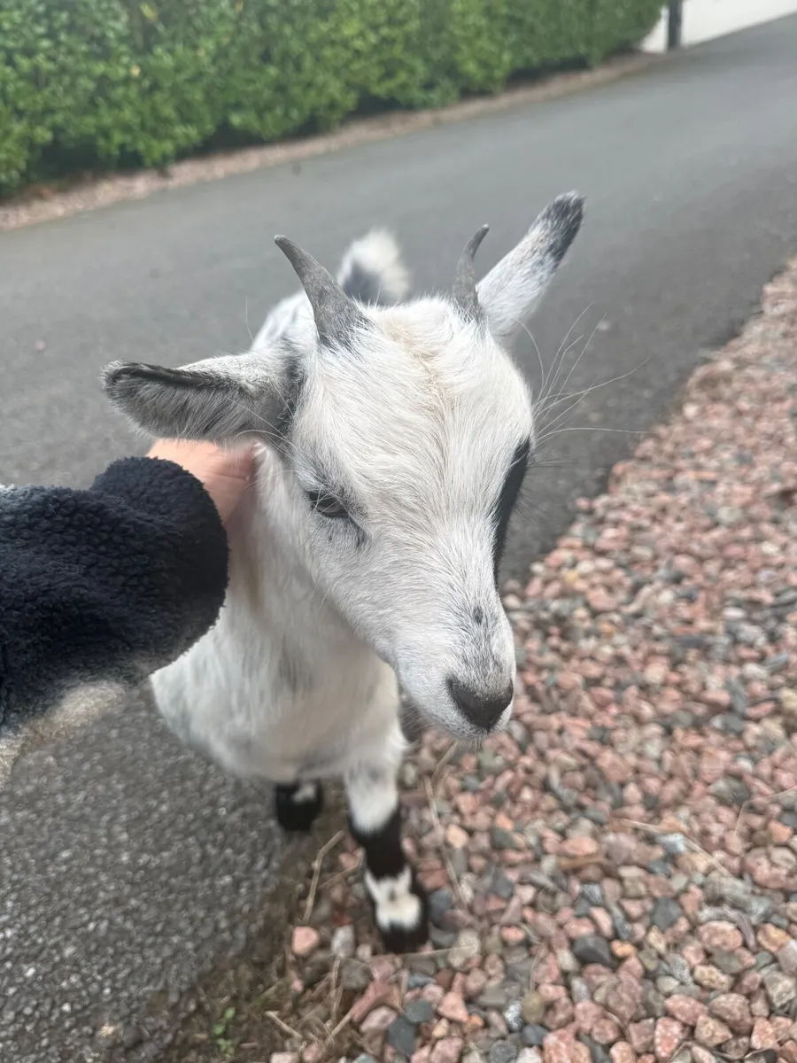 Pygmy goats - Image 2