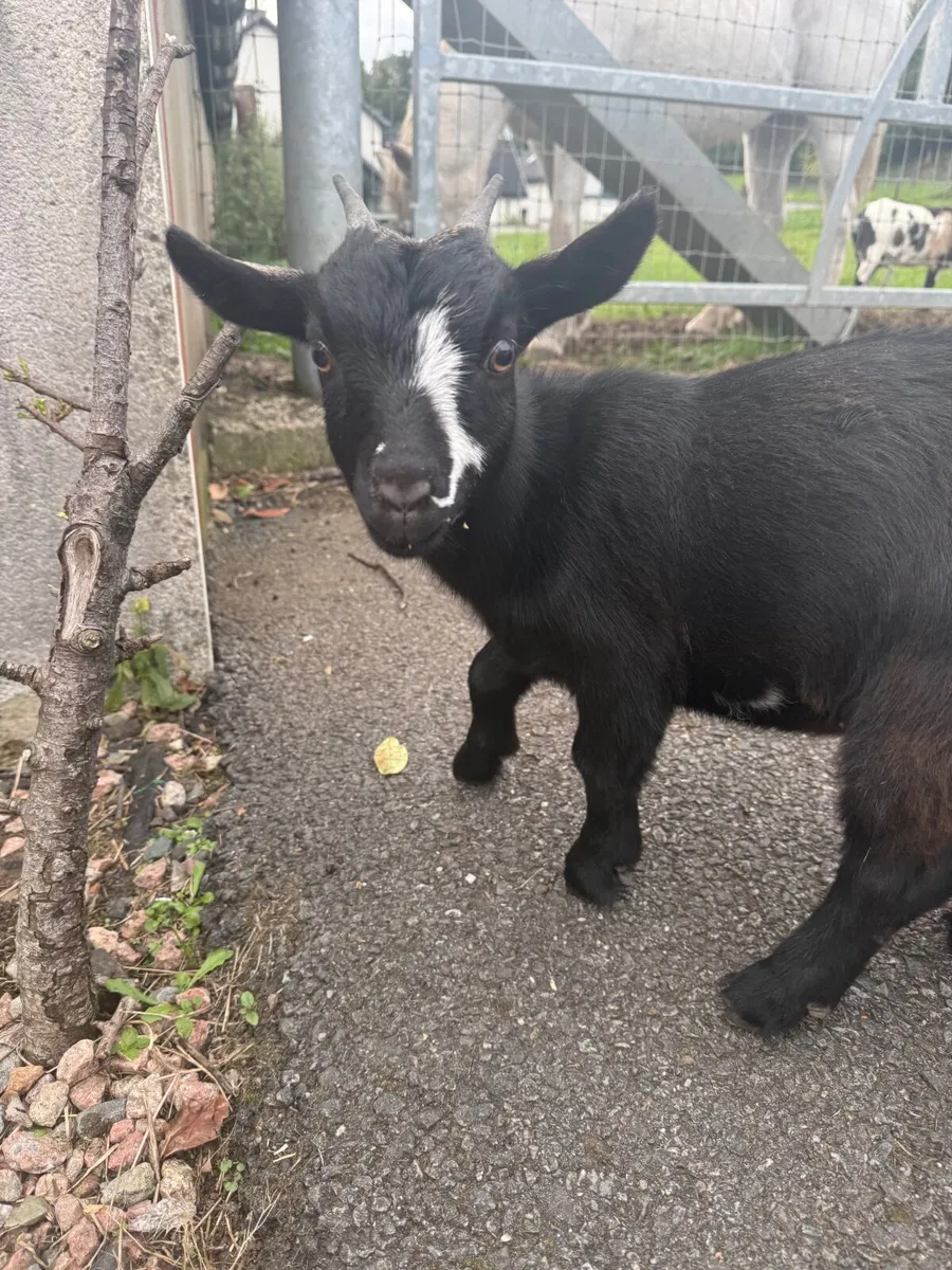 Pygmy goats - Image 4