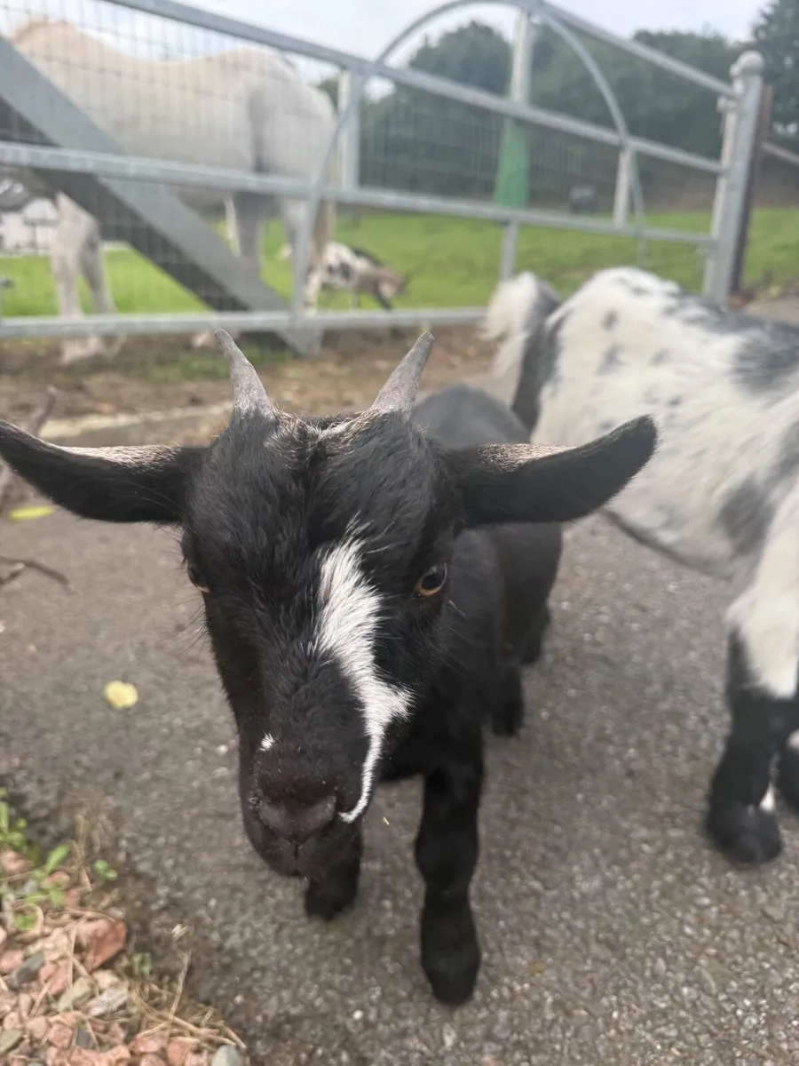 Pygmy goats - Image 3