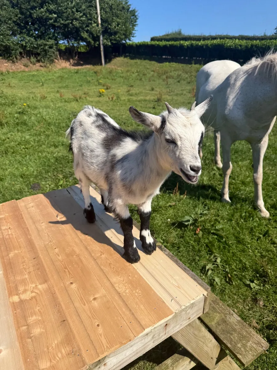 Pygmy goats - Image 1