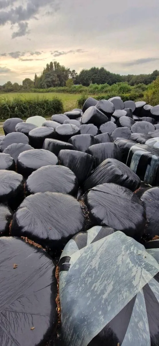 2025 Silage - Image 2