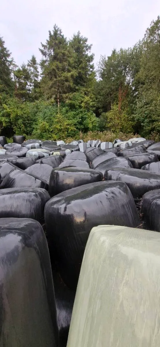 2025 Silage - Image 3