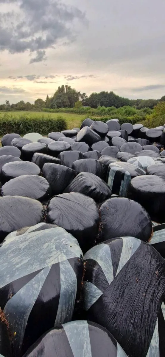 2025 Silage - Image 1