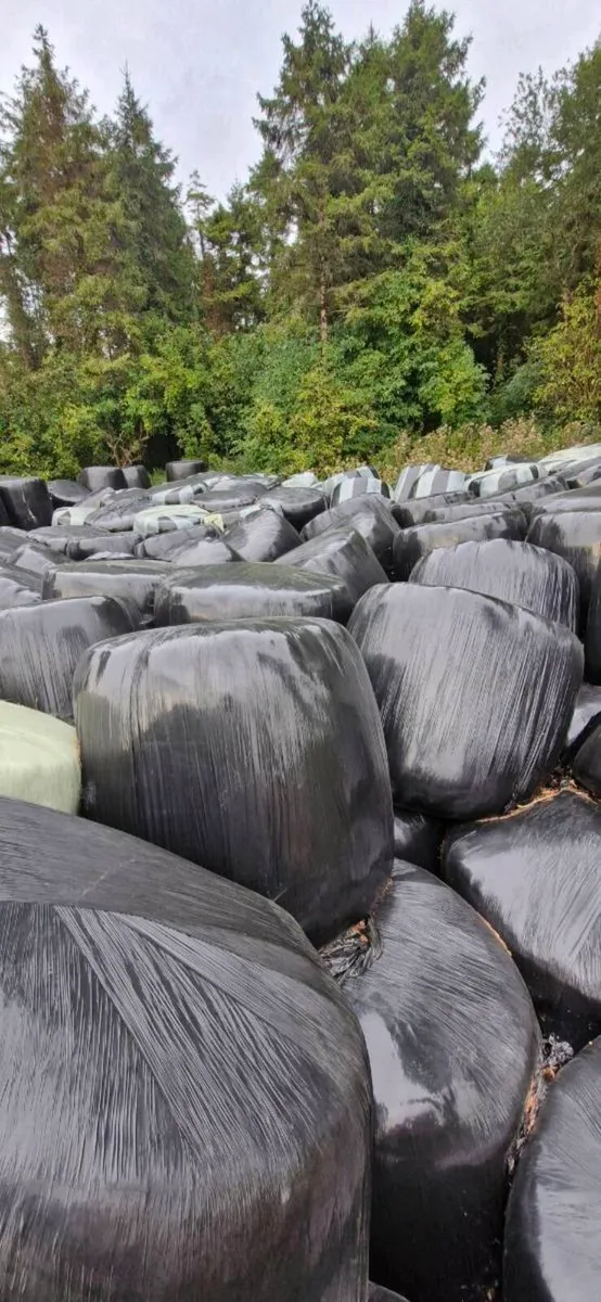2025 Silage - Image 4