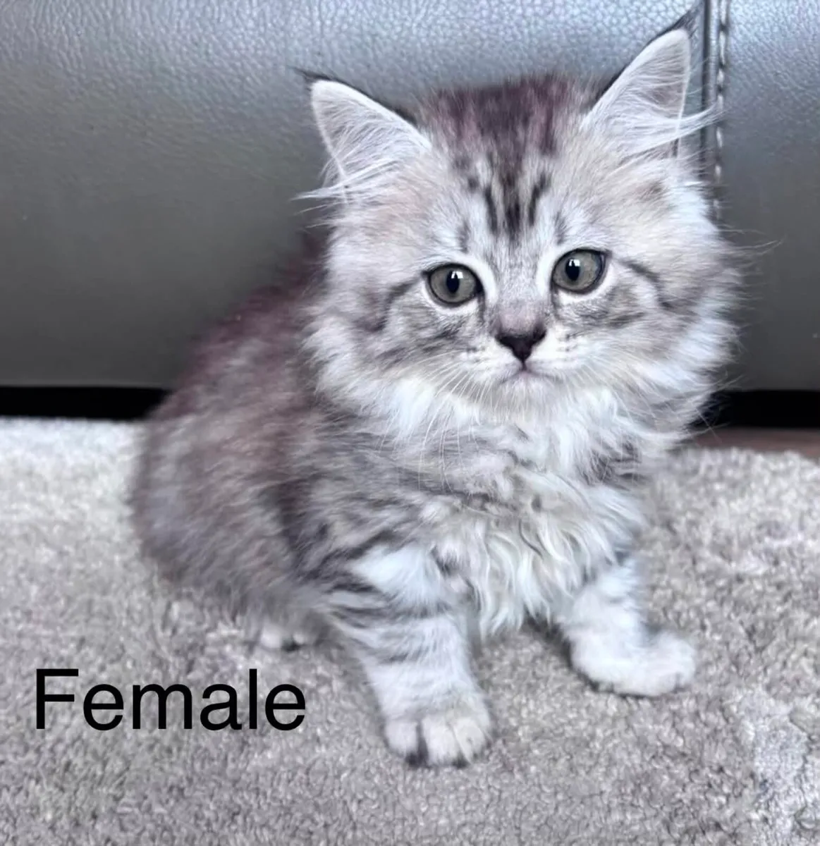 Scottish Straight x British Shorthair Kittens - Image 1