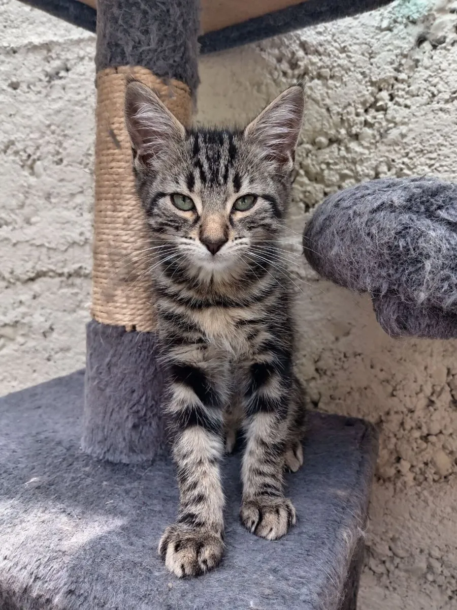 kittens - Image 3
