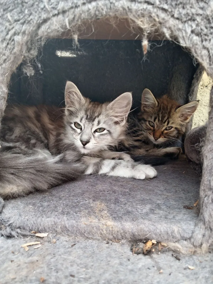 kittens - Image 1