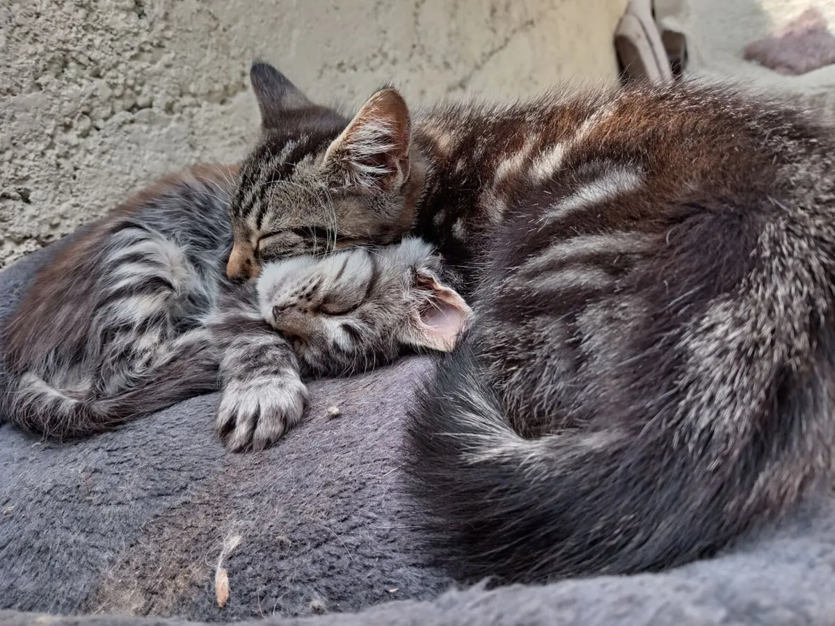 kittens - Image 4