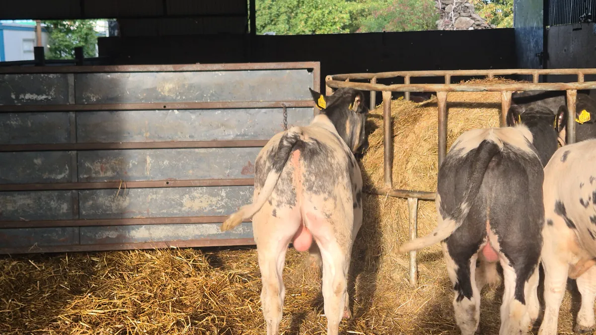 6 Quality Belgian blue bull weanlings for sale - Image 4