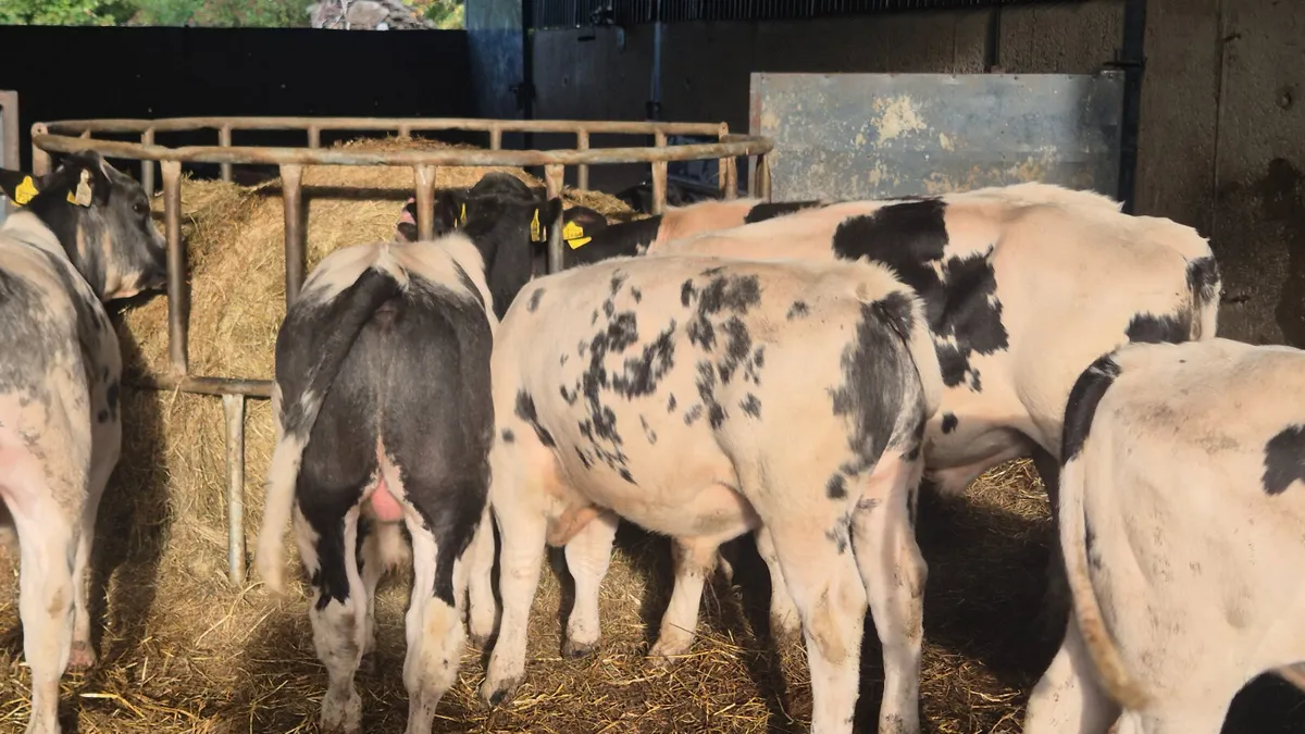 6 Quality Belgian blue bull weanlings for sale - Image 3