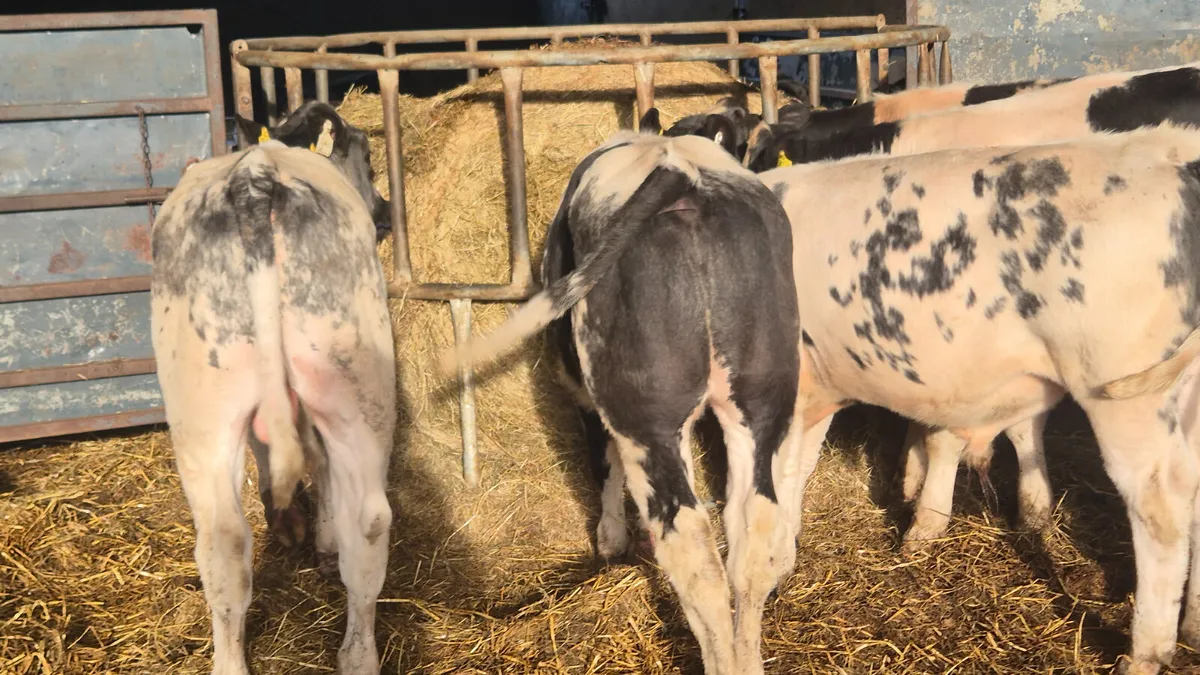 6 Quality Belgian blue bull weanlings for sale - Image 1