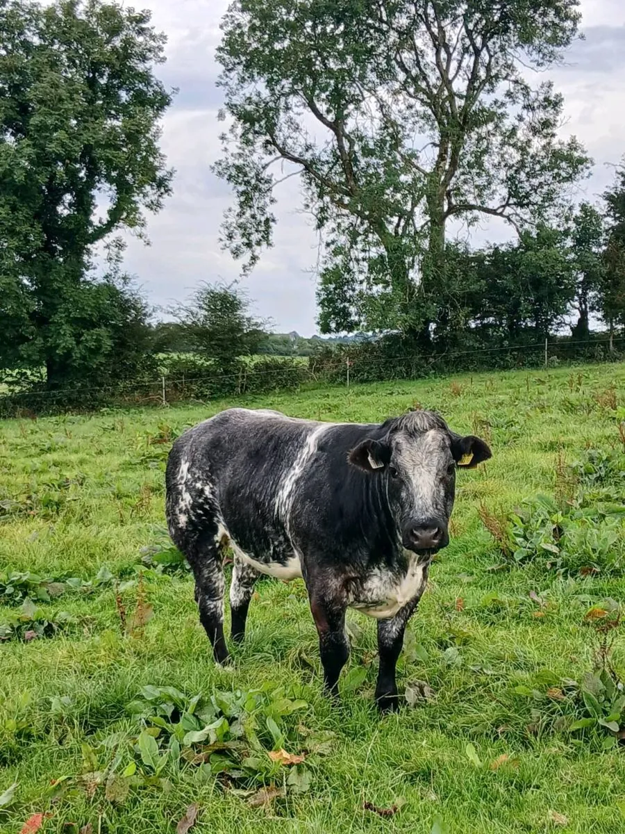 🔥🔥🔥 breeding heifers for elphin Wednesday🔥🔥🔥 - Image 3