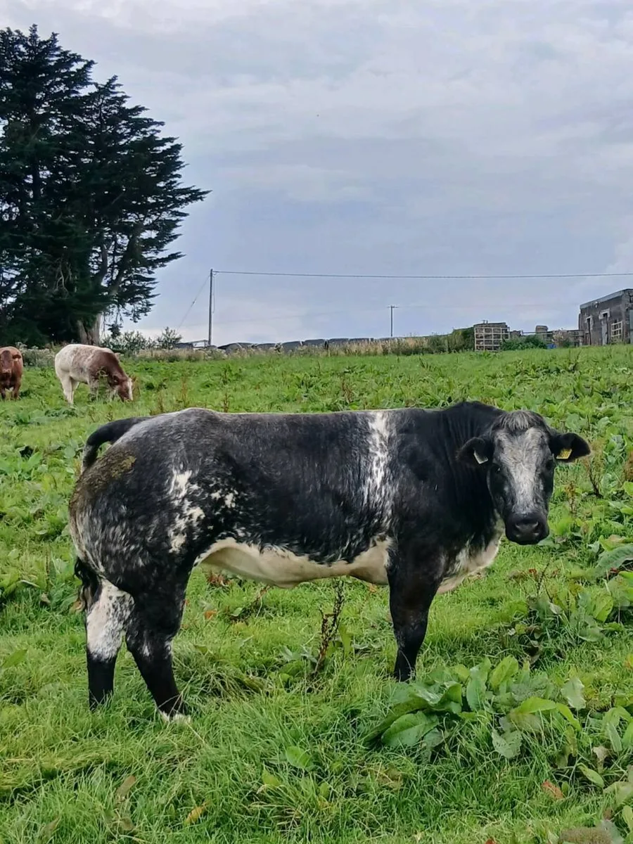 🔥🔥🔥 breeding heifers for elphin Wednesday🔥🔥🔥 - Image 2