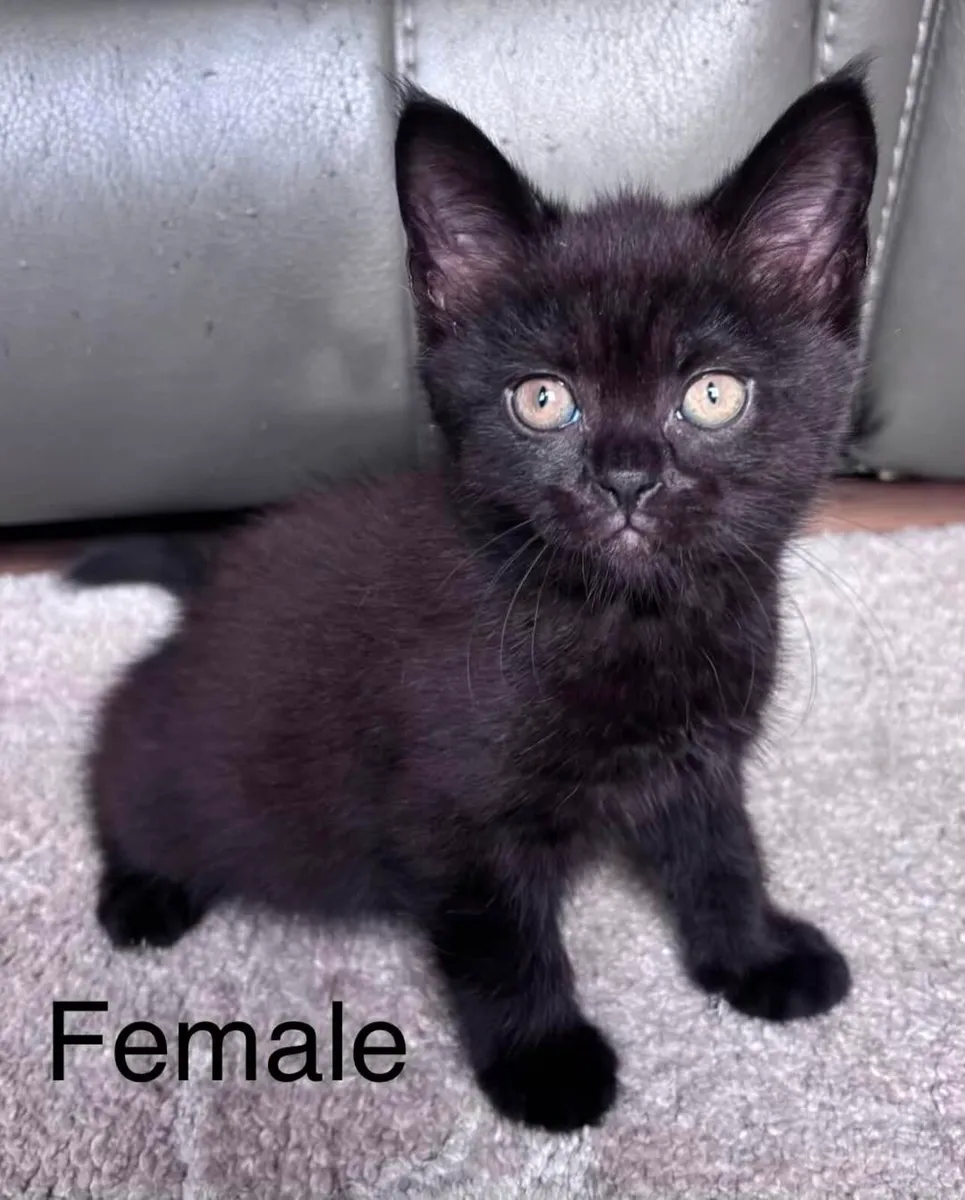 Scottish Straight x British Shorthair Kittens - Image 2