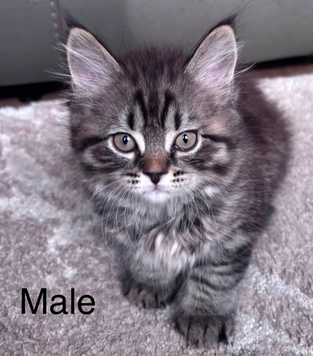 Scottish Straight x British Shorthair Kittens - Image 3