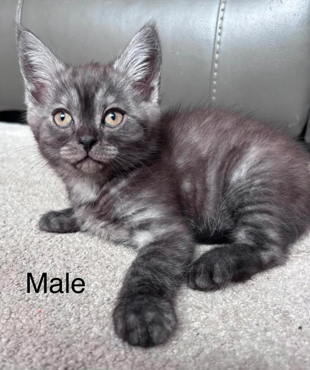 Scottish Straight x British Shorthair Kittens - Image 4