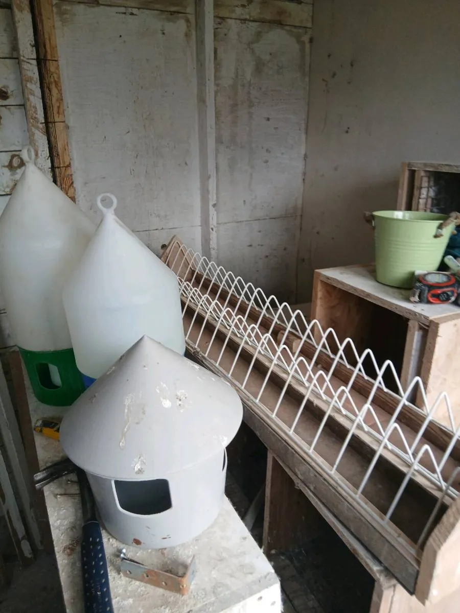 Pigeon loft equitment - Image 3