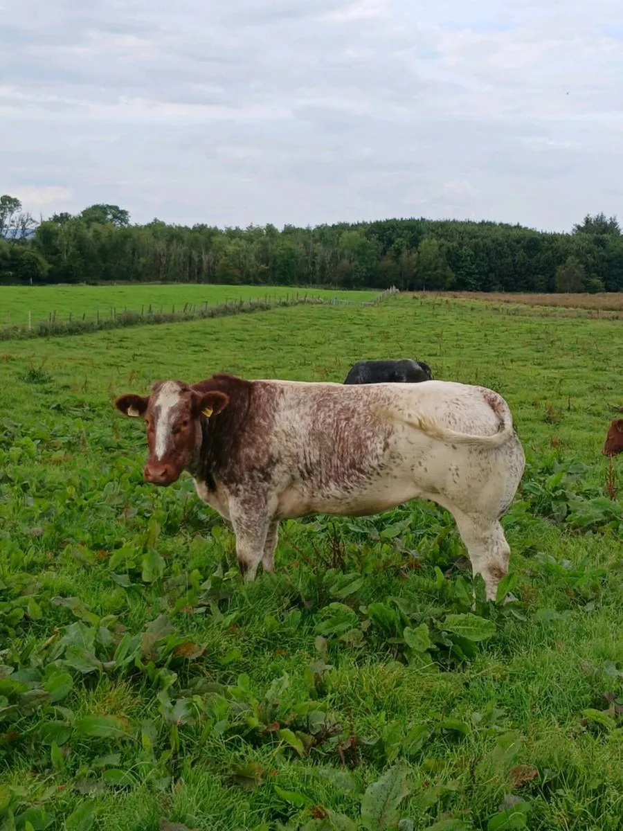 🔥🔥🔥 breeding heifers for elphin Wednesday🔥🔥🔥 - Image 1