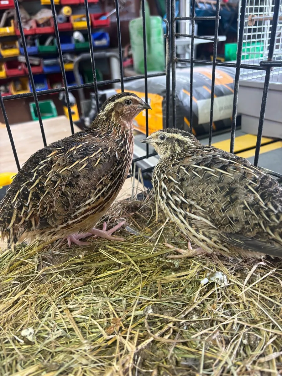 Seramas/polish/wyandotte/quail - Image 4